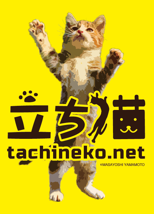 立ち猫　tachineko ねこ　 CAT 写真　立つ猫　子猫　かわいい　キュート　癒し
