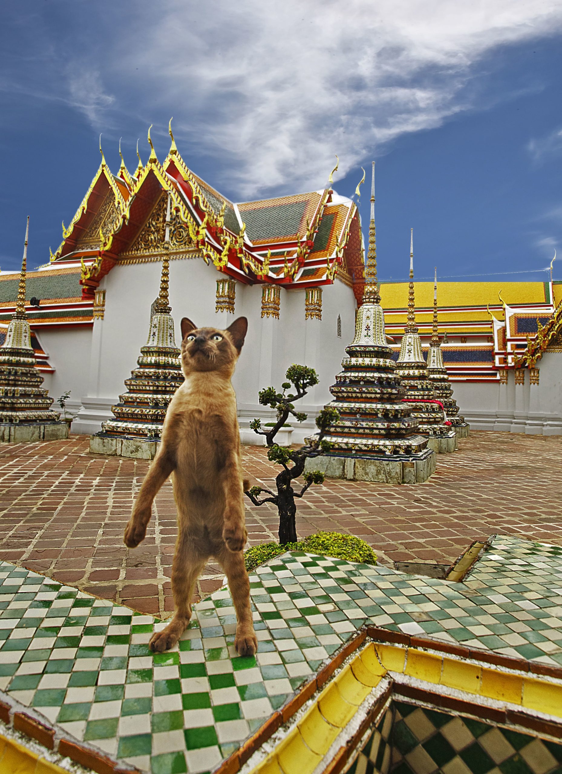 タイの立ち猫