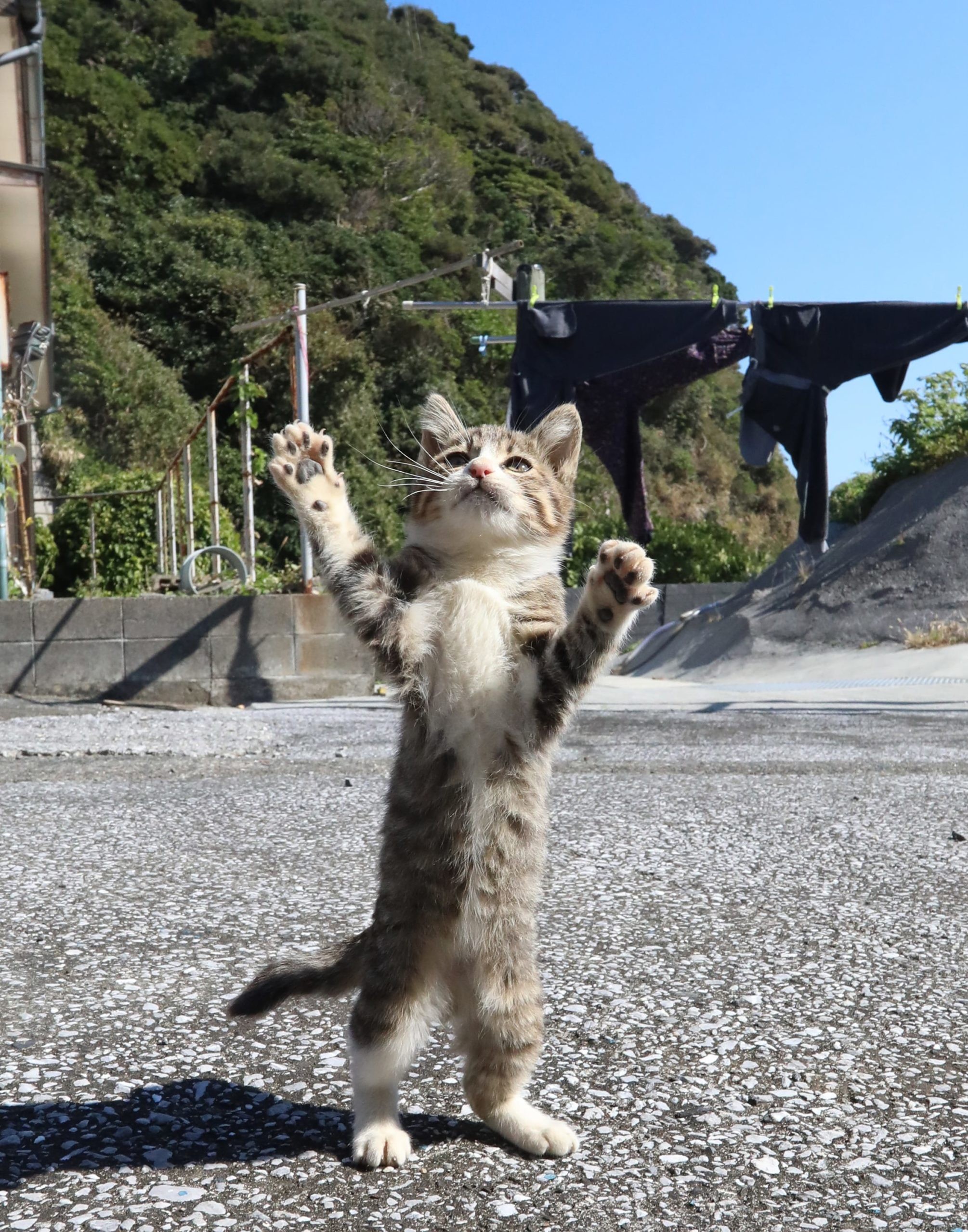 立ち猫 たちねこ 猫 島猫 しまねこ 島猫 tachineko tachineko.net 海 島 綺麗 漁港 空 白い海
