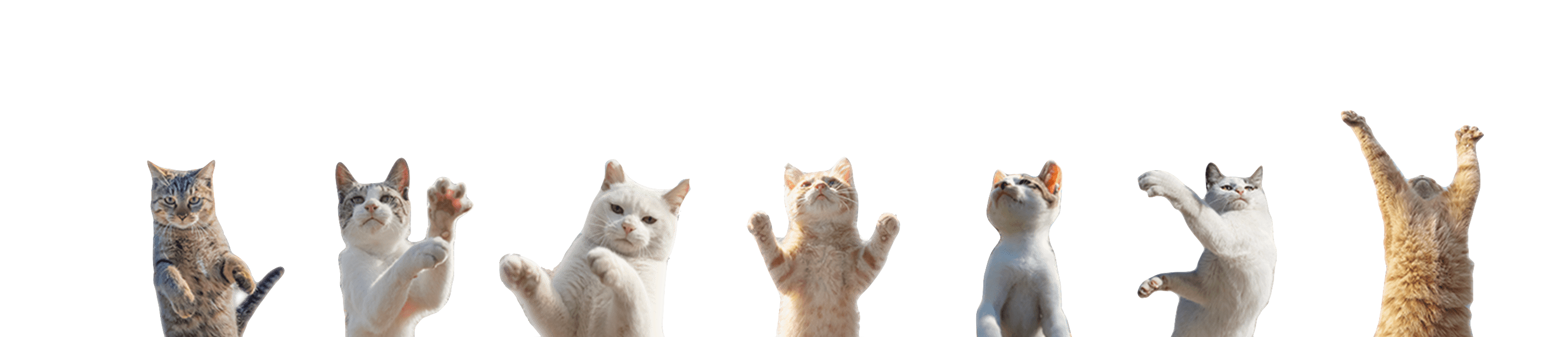 ★【クアトロガッツ×立ち猫キーケース】Get up!!猫のキーケース「立ち猫 〜GET UP 立ち上がれ！〜」猫写真家・山本正義「立ち猫」×クアトロガッツのコラボ第二弾。猫から学ぶ「ネガティブからポジティブへ！」