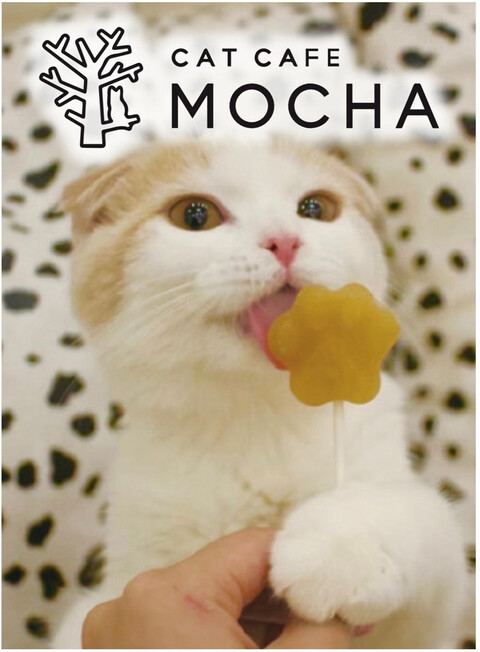 CAT CAFE MOCHA
